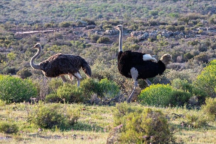 West Coast Safari Cycle & !Khwa ttu San Heritage Experience from Cape Town photo 3