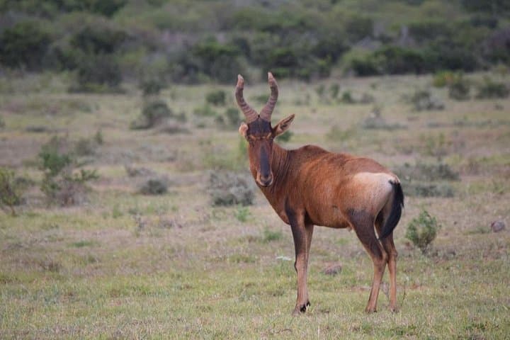 West Coast Safari Cycle & !Khwa ttu San Heritage Experience from Cape Town photo 4