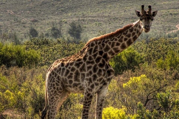 West Coast Safari Cycle & !Khwa ttu San Heritage Experience from Cape Town photo 5