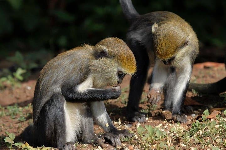5-Day Volta Adventure Tour: Hike Afadjato, Wli Falls & Cultural Caves photo 4