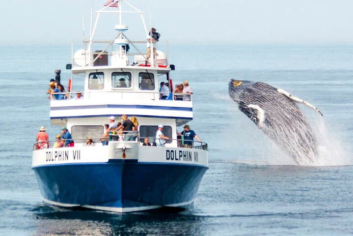 Mirissa Whale-Watching Yacht Tour — Half-Day Whale & Dolphin Expedition photo 2