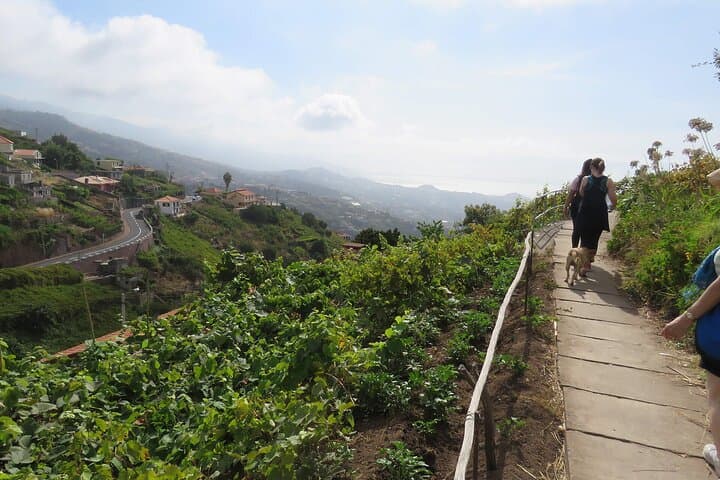 Levada do Estreito (Wine Route) — Easy Levada Walk Through Madeira Vineyards photo 3