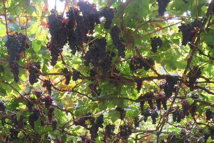 Levada do Estreito (Wine Route) — Easy Levada Walk Through Madeira Vineyards photo 6
