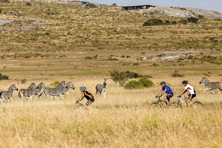 West Coast Safari Cycle & !Khwa ttu San Heritage Experience from Cape Town