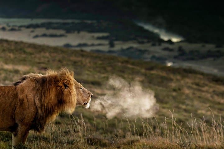 Discover Addo: 2-Day Elephant Safari, Sundays River Cruise & Giraffe Tracking