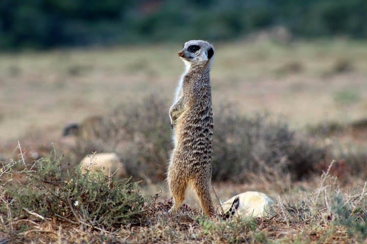 Discover Addo: 2-Day Elephant Safari, Sundays River Cruise & Giraffe Tracking photo 2