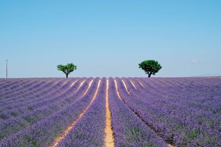 Lavender Fields and the Gorges du Verdon: A Day Through Turquoise Canyons and Purple Plains