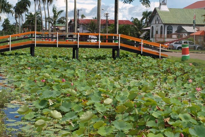 2-Day Nickerie & Bigipan Boat Tour: Rice Fields, Coconut Coasts and Birdwatching