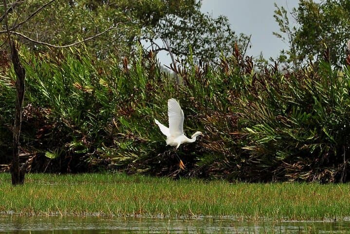 2-Day Nickerie & Bigipan Boat Tour: Rice Fields, Coconut Coasts and Birdwatching photo 6