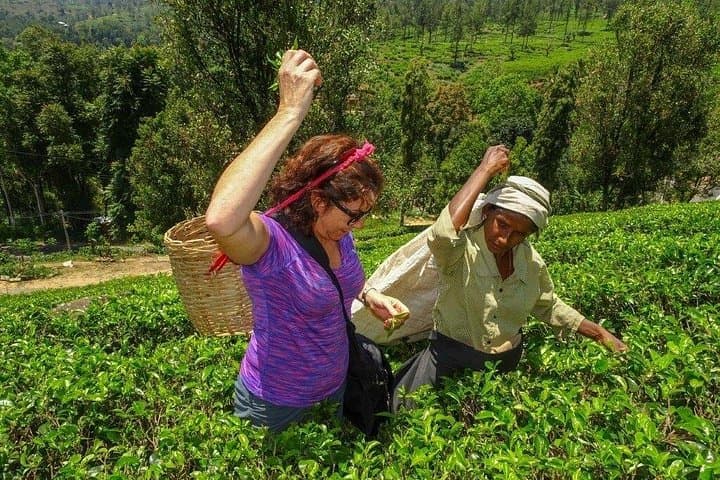 Nuwara Eliya Day Tour from Kandy: Ramboda Falls, Tea Plantations & Hakgala Gardens photo 2
