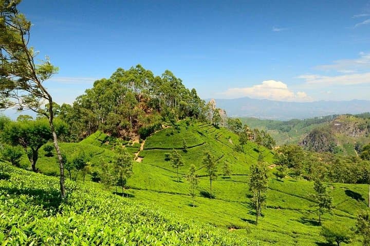Nuwara Eliya Day Tour from Kandy: Ramboda Falls, Tea Plantations & Hakgala Gardens photo 3