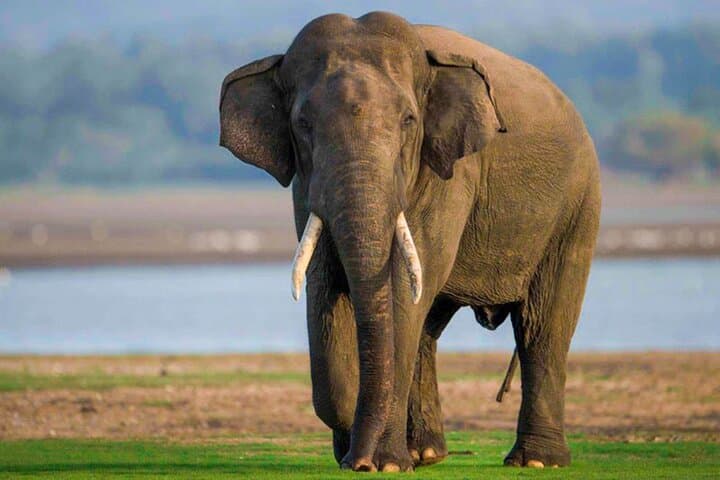 Exploring Sri Lanka's Kalawewa National Park: A Guided 4WD Safari Through Ancient Tanks and Tusker Elephants photo 6