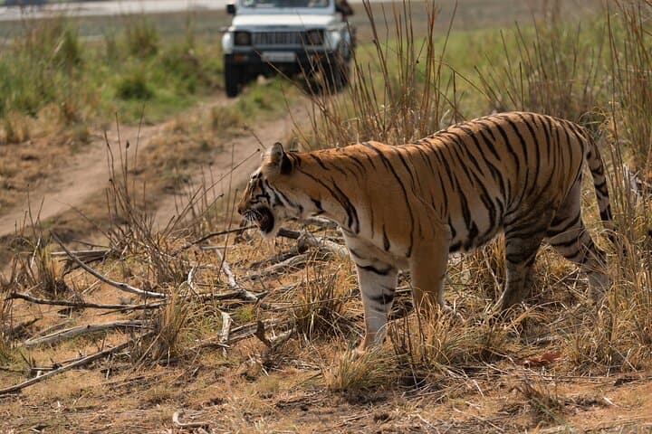Full-Day Private Ranthambore Safari: Jeep Tour for Tiger Sightings photo 5