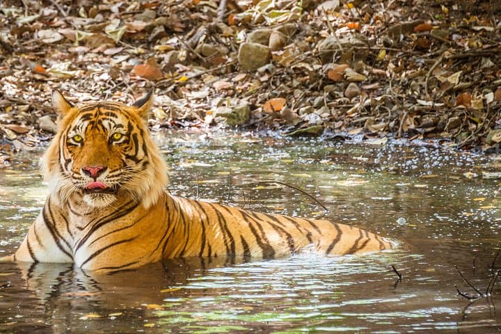 Full-Day Private Ranthambore Safari: Jeep Tour for Tiger Sightings photo 6
