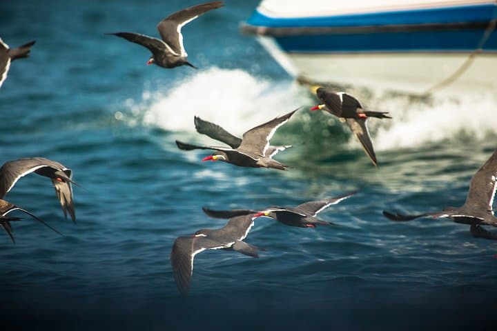 Exploring Paracas National Reserve: Wind‑Carved Cliffs, Wildlife & Pre‑Inca Sites photo 2