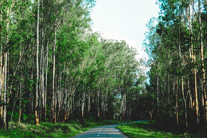 Day Trip from Mysore to Wayanad: Edakkal Caves & Wildlife Sanctuary photo 3