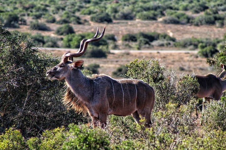 Discover Addo: 2-Day Elephant Safari, Sundays River Cruise & Giraffe Tracking photo 6