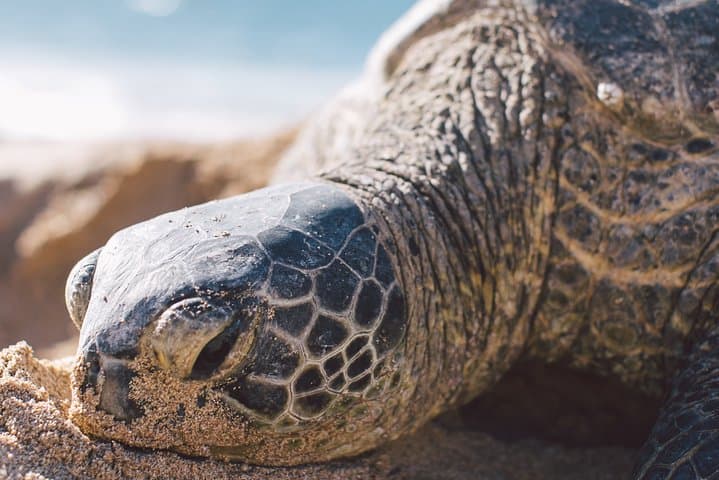 Turtle Nesting Night Tour in Tamarindo — Guided Sea Turtle Watching in Guanacaste photo 5