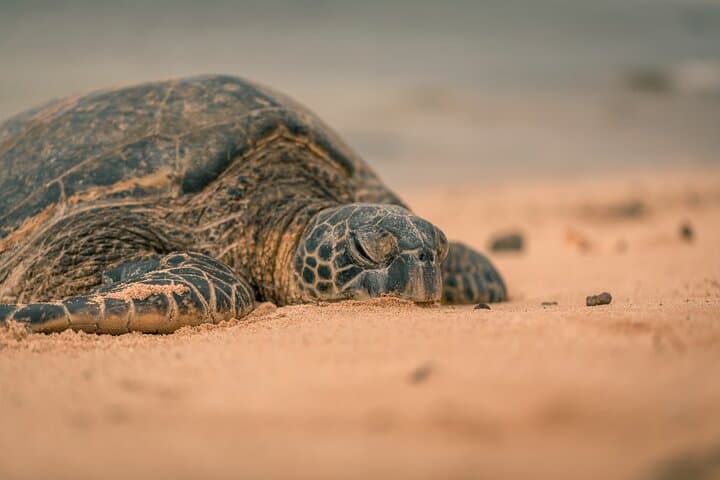 Turtle Nesting Night Tour in Tamarindo — Guided Sea Turtle Watching in Guanacaste photo 6