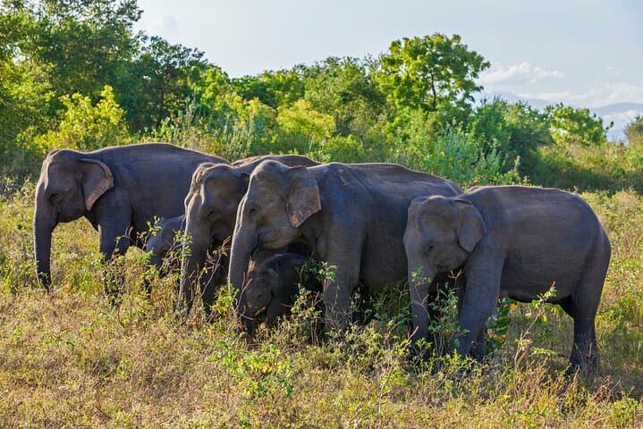Sri Lanka Village Safari: 7-Night Wilpattu, Mannar & Coastal Wildlife Tour photo 3