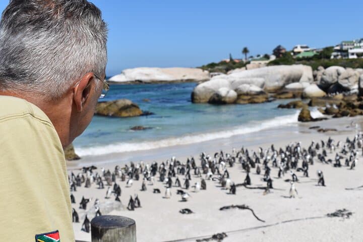 Boulders Beach Penguin Colony with a Conservationist — Up-Close in Simon's Town