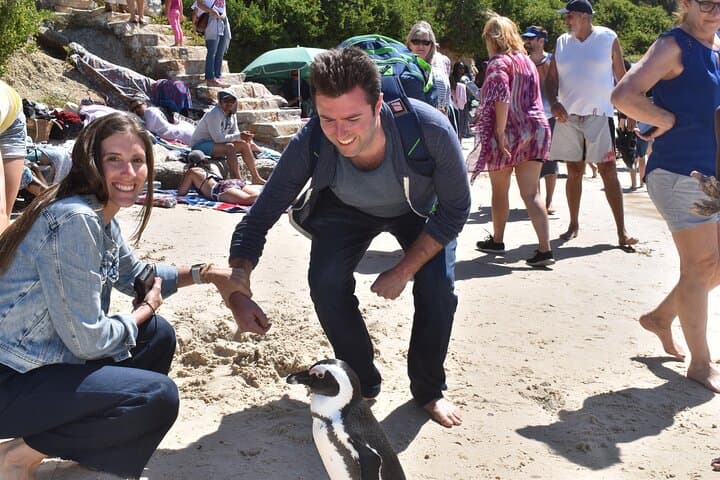 Boulders Beach Penguin Colony with a Conservationist — Up-Close in Simon's Town photo 2