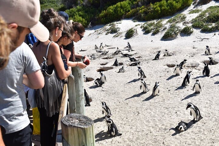 Boulders Beach Penguin Colony with a Conservationist — Up-Close in Simon's Town photo 4