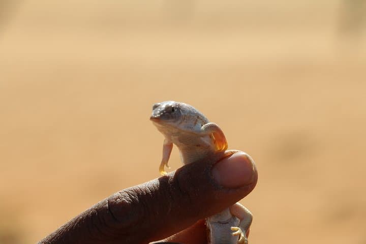 Wahiba Sands Desert Trek & Bedouin Family Breakfast in Bidiyah, Oman