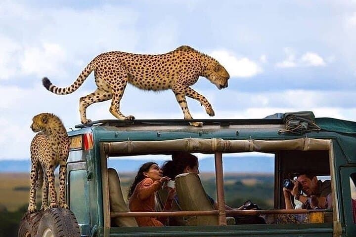 7-Day Lodge Safari Tanzania: Tarangire, Lake Manyara, Serengeti & Ngorongoro
