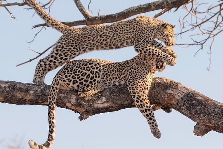 7-Day Lodge Safari Tanzania: Tarangire, Lake Manyara, Serengeti & Ngorongoro photo 6
