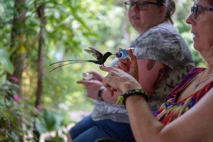 Rocklands Bird Sanctuary: Hand-Feed Hummingbirds and Montego Bay Highlights photo 2