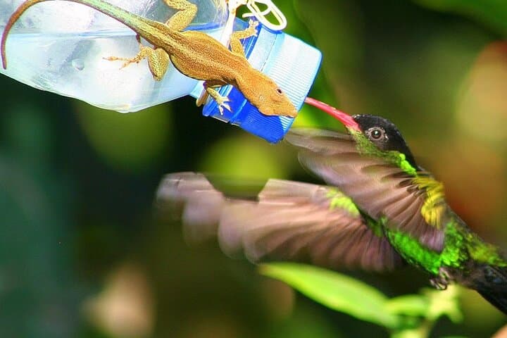 Rocklands Bird Sanctuary: Hand-Feed Hummingbirds and Montego Bay Highlights photo 3