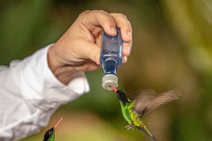 Rocklands Bird Sanctuary: Hand-Feed Hummingbirds and Montego Bay Highlights photo 4