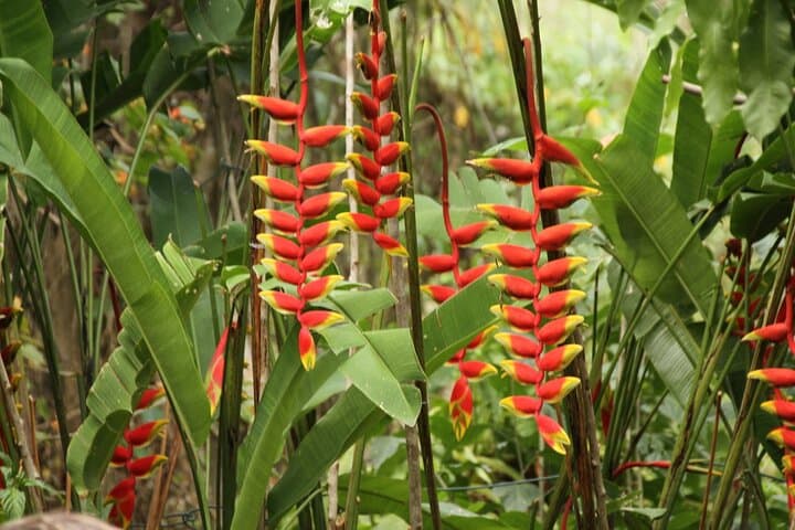 Rocklands Bird Sanctuary: Hand-Feed Hummingbirds and Montego Bay Highlights photo 6