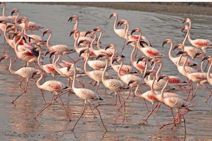 Lio Piccolo Flamingos & Birdwatching Bike Tour — Venice Lagoon Escape