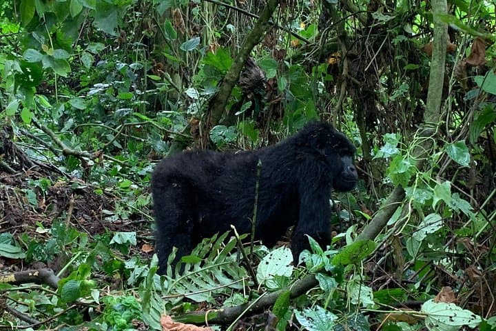 3-Day Gorilla Trek to Bwindi National Park from Kigali — Mountain Gorilla Safari photo 6