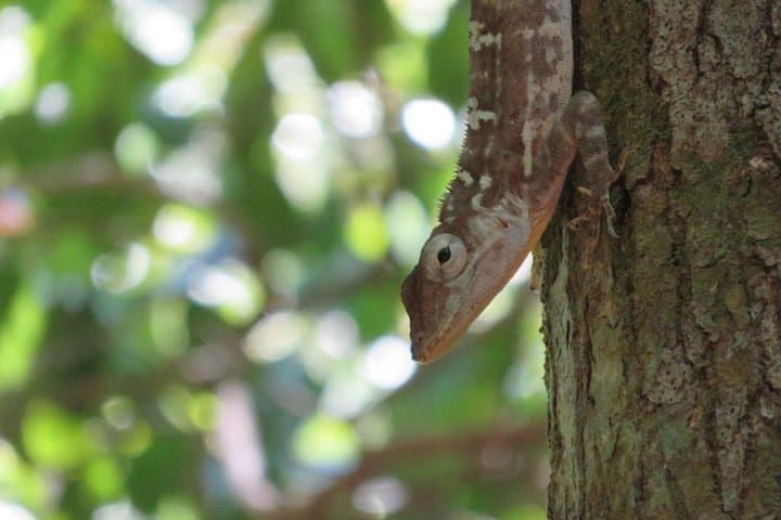 Private Boat Eco Tour of Los Haitises National park — Day Trip from Santo Domingo photo 5