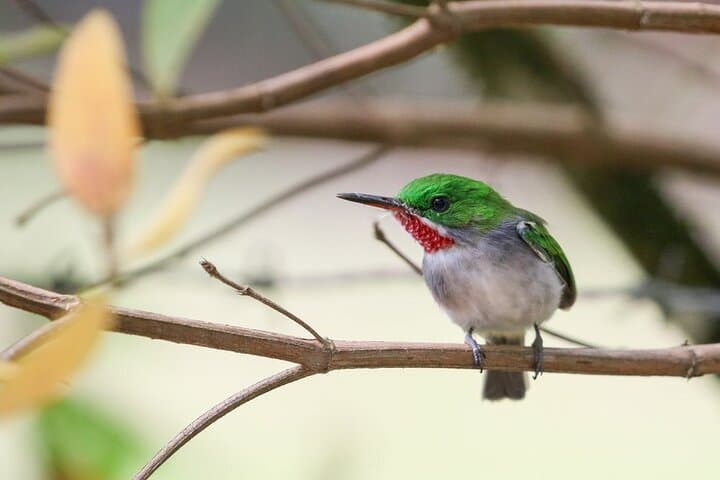 Private Boat Eco Tour of Los Haitises National park — Day Trip from Santo Domingo photo 6