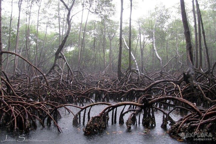 Private Kayak Tour of Los Haitises National Park — Mangroves, Taino Caves & Sabana de la Mar Lunch photo 4