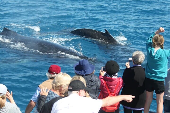 Hervey Bay Whale Watching: Half-Day Amaroo Cruise to See Humpbacks photo 2