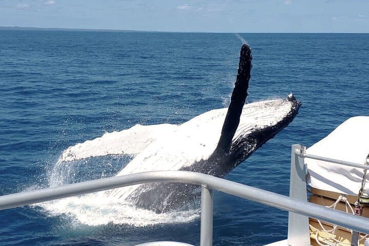 Hervey Bay Whale Watching: Half-Day Amaroo Cruise to See Humpbacks photo 4