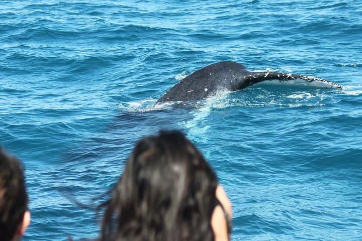 Hervey Bay Whale Watching: Half-Day Amaroo Cruise to See Humpbacks photo 6
