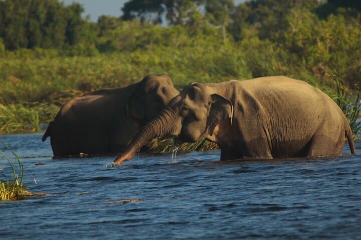 Gal Oya National Park Private Safari — Elephant Herds & Reservoir Wildlife