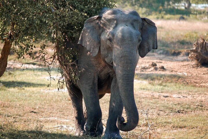 Gal Oya National Park Private Safari — Elephant Herds & Reservoir Wildlife photo 3