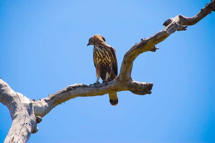 Sri Lanka 18-Day Wildlife Circuit: Rainforests, Plains & Endemics photo 2