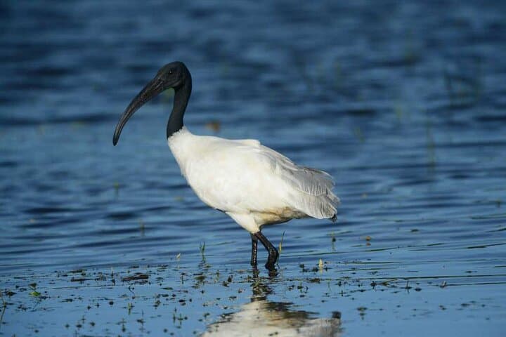 Sri Lanka 18-Day Wildlife Circuit: Rainforests, Plains & Endemics photo 4