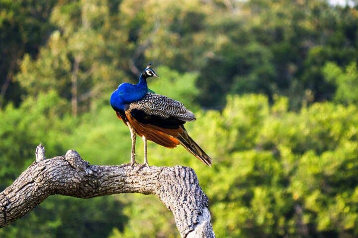 Sri Lanka 18-Day Wildlife Circuit: Rainforests, Plains & Endemics photo 6