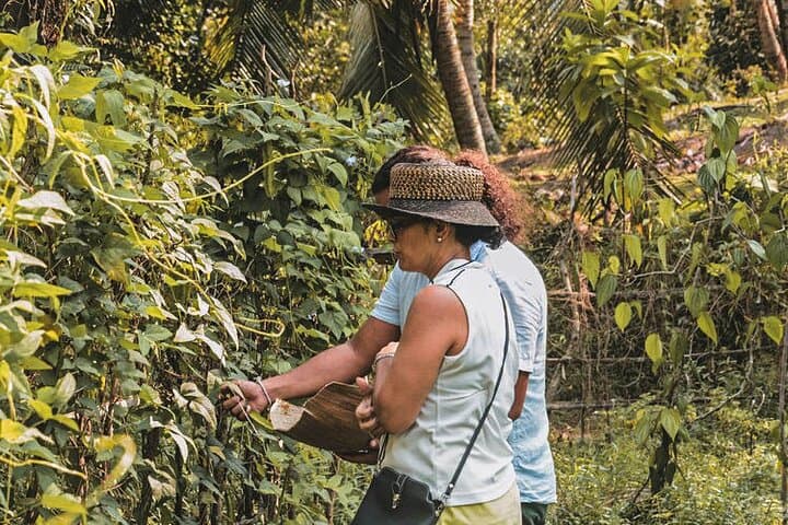 Sri Lanka 4-Day Agro Tour: Farm Visits, Tea Estates & Paddy Fields photo 5
