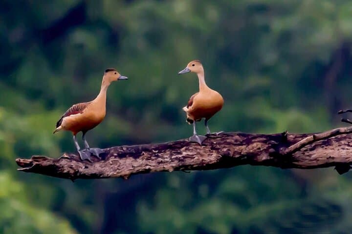 Trekking in Sinharaja Rainforest: Guided Rainforest Hike & Birding in Sri Lanka photo 3
