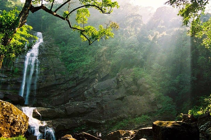 Trekking in Sinharaja Rainforest: Guided Rainforest Hike & Birding in Sri Lanka photo 6
